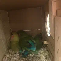 عروس هلندی مولد ‌طوطی برزیلی مولد|پرنده|گرمدره, |دیوار