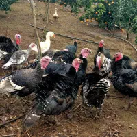 تعدادی بوقلمون و غاز گوشتی از نژاد اصل