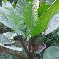 استخدام کارگر ساده و نگهبان گلخانه