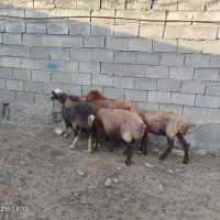 میش