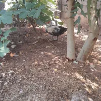 فروش اردک روسی|حیوانات مزرعه|هندمینی, |دیوار