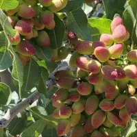 باغ-پسته-1000متری-محصول-دار