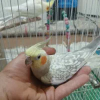 عروس هلندی|پرنده|رامهرمز, |دیوار