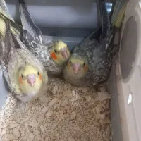 عروس هلندی