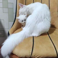 گربه نژاد دار