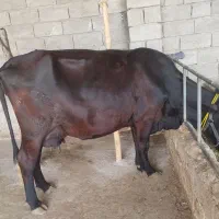 گاو با گوساله نر