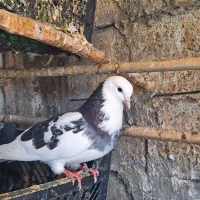 شازده تیکه پاره گرهن