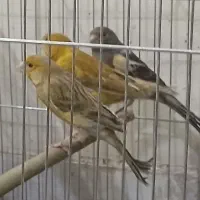 قناری|پرنده|تهران, اسفندیاری|دیوار