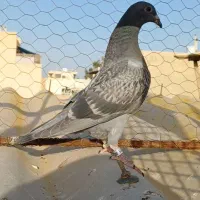 نر پلاکی|پرنده|اصفهان, دستگرده|دیوار