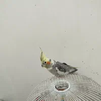 عروس هلندی سخنگو|پرنده|کرمان, |دیوار