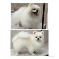 اصلاح و ‌شستشو ‌سگ وگربه (کلینیک دامپزشکی)