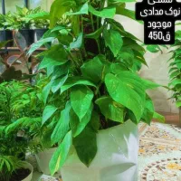 جشنواره گل باهرخریدیک گلدان سرامیکی هدیه بگیر