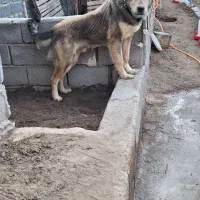 فروش سگ به قیمت مقطوع