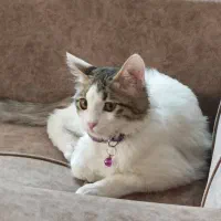 واگذاری گربه