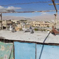 کفتر|پرنده|شیراز, شهرک مهدی‌آباد|دیوار