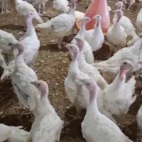 جوجه بوقلمون ۱/۵ماهه بیوتی ۶
