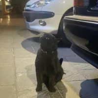 گربه مشکی پیدا شده با قلاده ابی|حیوانات|کرمان, |دیوار