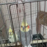 طوطی و عروس هلندی