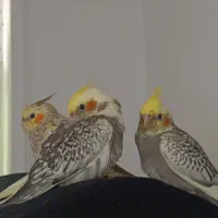 فروش روس هلندی/سه جوجه ۲ماهه و دو نر و ماده بالغ