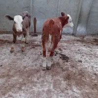 فروش گوساله اصیل. در دامداری چوگان