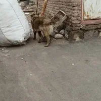 وگذاری 3عدد سگ