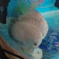 آکواریوم شیشه خم|ماهی|کرمانشاه, |دیوار