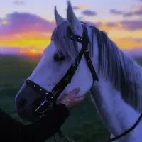 اسب نریان ی سر عرب