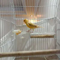 قناری نر اوپال قرص|پرنده|تهران, مینابی|دیوار