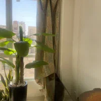 والان پرده مخمل طلاکوب نو