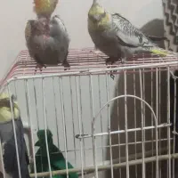 دوعروس هلندی نرو ماده و سه جوجه هلندی سالم به|پرنده|تهران, گلستان (شهرک راه آهن)|دیوار