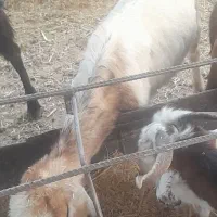 بز کهره دار وبزجوان