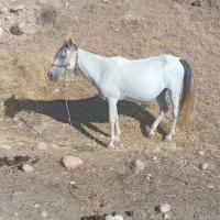 مادیان و کوره نر|حیوانات مزرعه|هلیلان, |دیوار