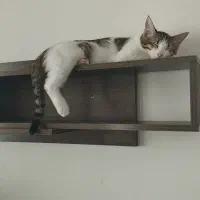 بچه گربه نر پنج ماهه