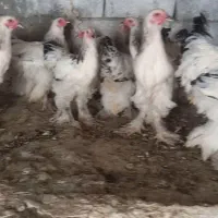 برهما ۷ ماهه