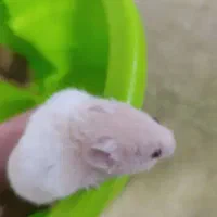 همستر نازنازی