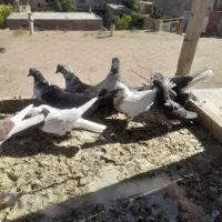 کبوتر|پرنده|لالجین, |دیوار