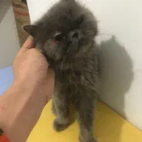 گربه پرشین ۳ تومن|گربه|تهران, گلستان (شهرک راه آهن)|دیوار