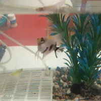 فروش ماهیان زینتی (آنجل ،گوپی )