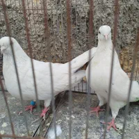 کبوتر پرشی|پرنده|اصفهان, سلطان‌آباد|دیوار