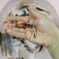 انواع کوی و گوپی آنجل و...|ماهی|مشهد, شهرک مهرگان|دیوار