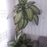 گل دیفن|گل و گیاه طبیعی|گناباد, |دیوار