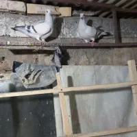 شامی کاکلی ساده کاکلی سینه سبزه|پرنده|مشهد, قائم|دیوار