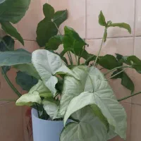 گیاه سینگونیوم & گوش گرگی|گل و گیاه طبیعی|اصفهان, سرچشمه|دیوار