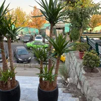 فروش ویژه یوکا مجموعه با ارسال رایگان