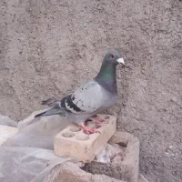 کبوتر پلاکی. پولکی