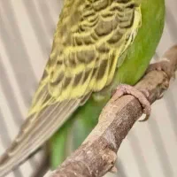 مرغ عشق انگلیسی قناری|پرنده|اهواز, زیتون کارمندی|دیوار