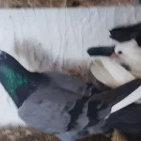 نر پلاکی|پرنده|فاضل آباد, |دیوار