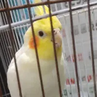 عروس هلندی نژاد لوتینو