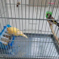 قناری ماده مس وسهره ماده مس نوک سفید