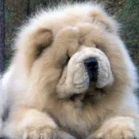 توله سگ چاوچاو وارداتی چوچو /// 30% Off